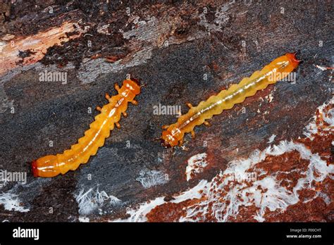 Scarlet fire beetle, Cardinal beetle (Pyrochroa coccinea), larvae, Germany Stock Photo - Alamy