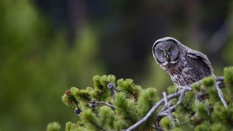 Great Gray Owl | Audubon Field Guide