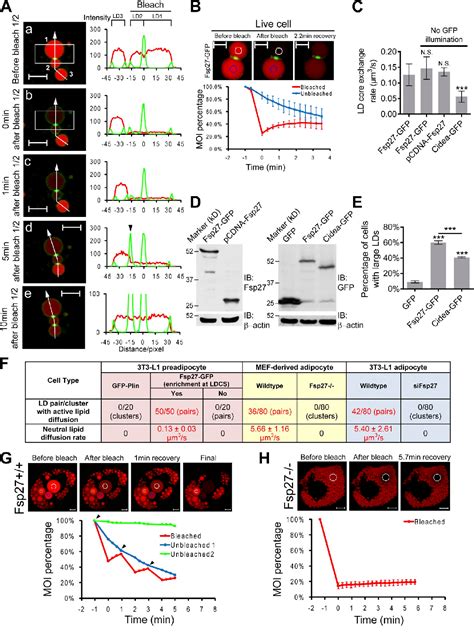 Figure From Fsp Promotes Lipid Droplet Growth By Lipid Exchange And