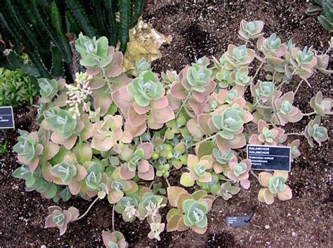 Kalanchoe Millotii Millot Kalanchoe Cuidado Gu A Completa