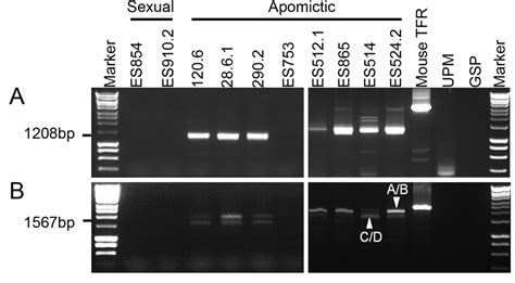 Figure S5 Rapid Amplification Of CDNA 3 And 5 Ends Of The Candidate