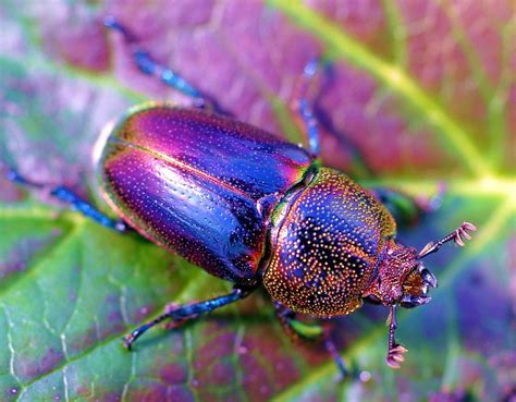 Golden Stag Beetle: Identification, Life Cycle, Facts & Pictures