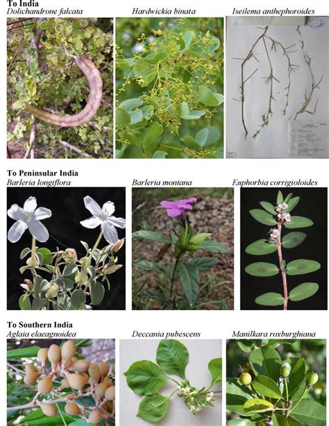 Endemic Vascular Plants From The Coromandel Coast Of Tamil Nadu