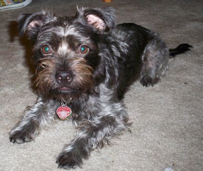 Boston Terrier Yorkie Mix Puppies - Pets Lovers