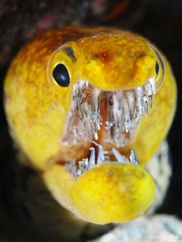 Fangtooth Moray Eel: Sporting A Mouth Filled With Shards of Glass. No ...