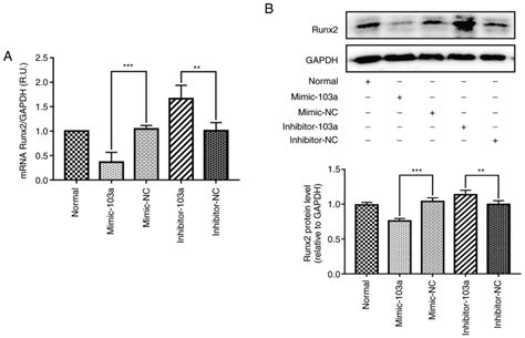 MicroRNA103a Regulates The Calcification Of Vascular Smooth Muscle