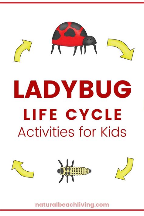 Ladybug Life Cycle Lesson Plans And Activities Natural Beach Living