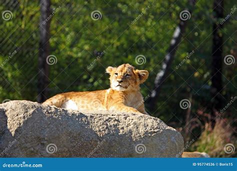 Lion Cub On The Big Stone Stock Photo Image Of Wood 95774536