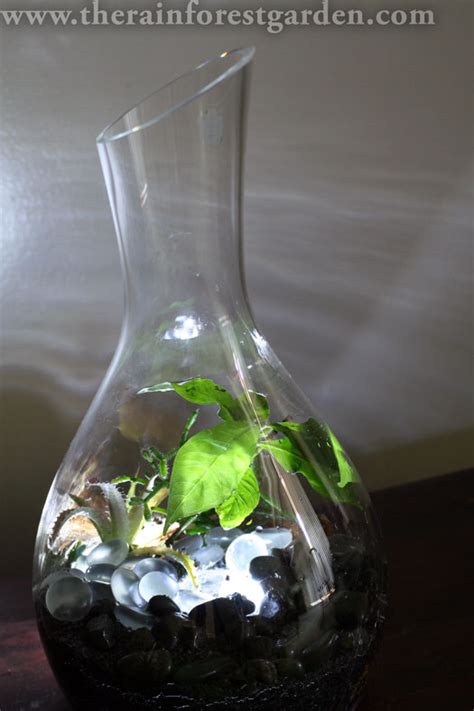 17 Terrarium Plants That You'll Love For Your Homestead