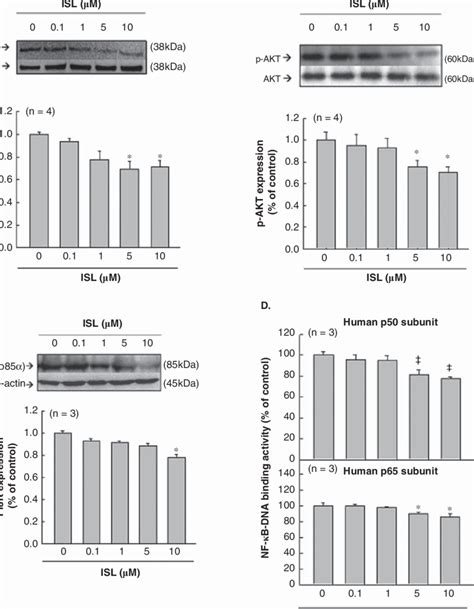 Effect Of ISL On P38 PI3K Akt And NF KB DNA Binding Activity In