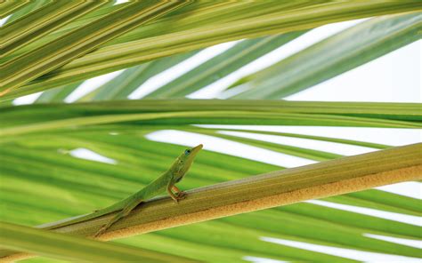 Green Anole Lizard on a Branch · Free Stock Photo