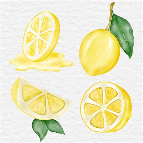 Premium Vector Watercolor Lemon Clip Art Illustration Collection