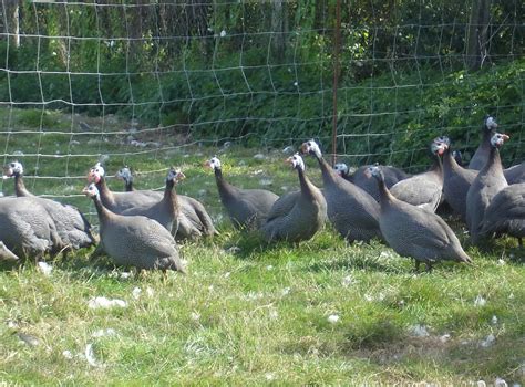 La Volaille La Ferme Des Hautes Granges