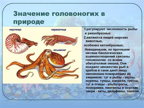 Класс Головоногие моллюски - презентация онлайн