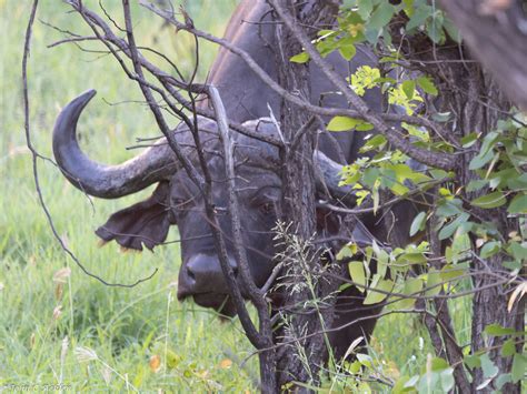 Dagga Boy Near Letaba Kruger National Park John Acklen Flickr