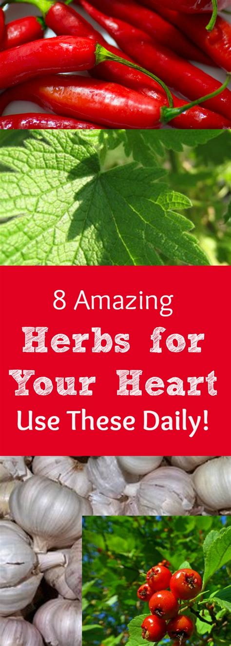 8 Herbs To Use Daily To Support A Healthy Heart And Cardiovascular