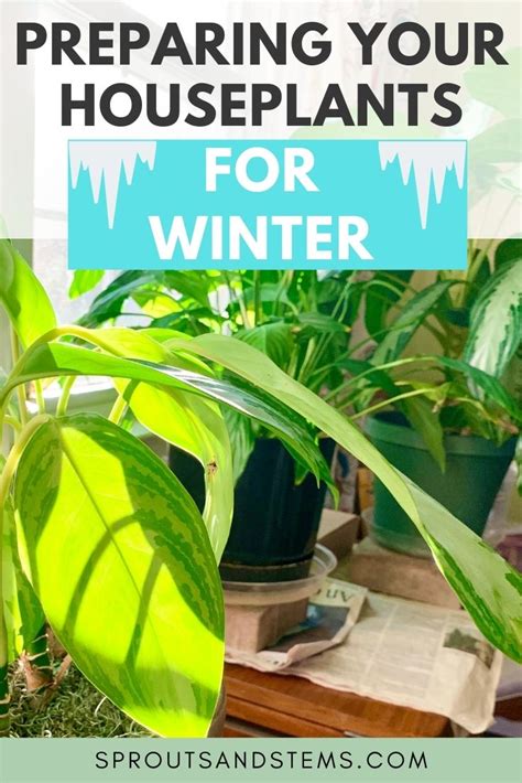 How To Care For Your Houseplants During The Winter Sprouts And Stems