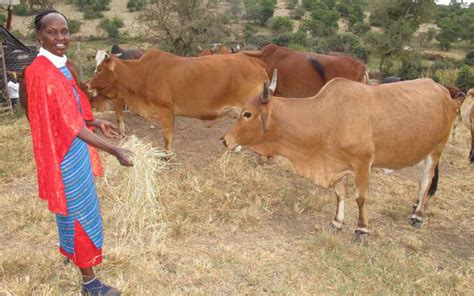 How To Manage High Milk Producing Sahiwal Cow Farmkenya Initiative