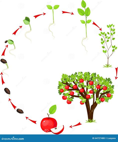 Cycle de vie de pommier illustration de vecteur. Illustration du