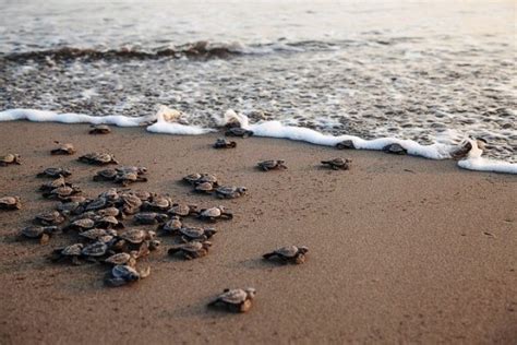 Progetto europeo Pledge4seaturtles a Modica spiagge più accoglienti