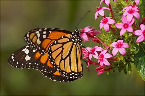 Monarch On Flowers Monarch Danaus Plexippus Martien Uiterweerd