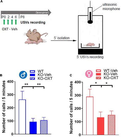 Frontiers Oxytocin Receptors In The Magel2 Mouse Model Of Autism