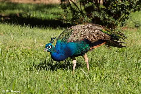 Fotosricardo H Pavo Real Iii Indian Peafowl Or Blue Peafowl Iii