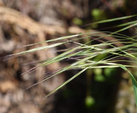 Bromus Sterilis L Taube Trespe Bromus Sterilis C Rolf Flickr