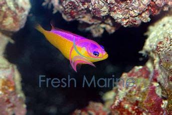 FreshMarine Diadema Purple Stripe Pseudochromis Pseudochromis