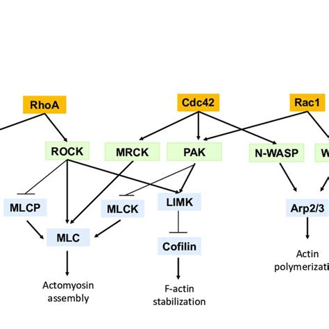 Rho Gtpases Signaling Pathway In Regulating Cell Contractility Figure