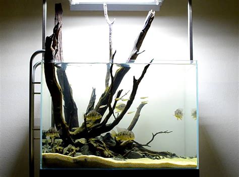 Best Information About Biotope Aquarium (Basic Tips & Guide)