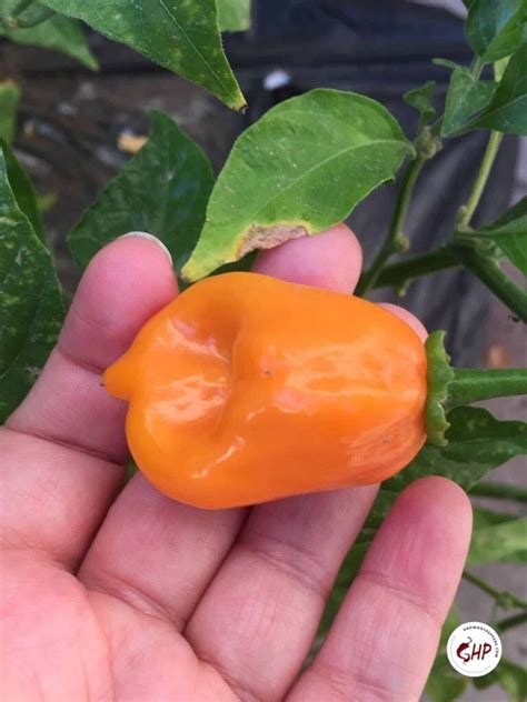 When To Pick Habaneros 3 Best Ways To Store Peppers Grow Hot Peppers