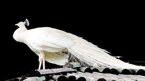 Albino Peacock by JEZEBELCANNIBAL on DeviantArt