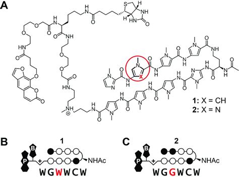 Trifunctional Py Im Polyamide Conjugates And A Chemical