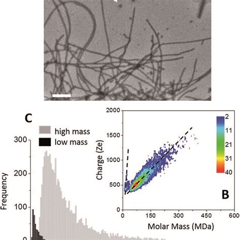 Aβ142 amyloid fibers A TEM image of Aβ142 amyloid fibers scale