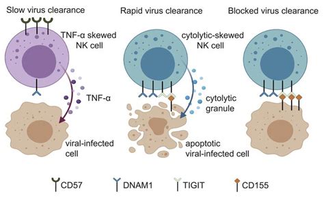 JCI NK Cell Receptor And Ligand Composition Influences The Clearance