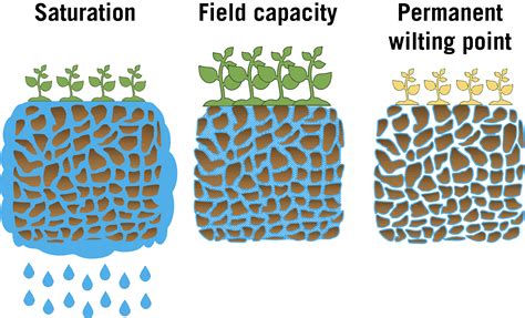 How Do Vascular Plants Absorb Water From The Ground at Jenna Johnson blog