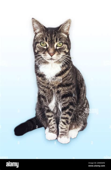 Beautiful Female Tabby Cat Lovely Adorable Pet Stock Photo Alamy