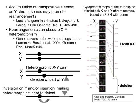Ppt The Evolution Of Sex Chromosomes Similarities And Differences