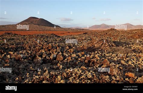 Desert plants ecosystem hi-res stock photography and images - Alamy