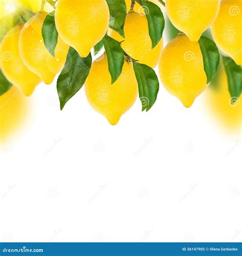 Lemon Tree On A White Royalty Free Stock Photo - Image: 36147905