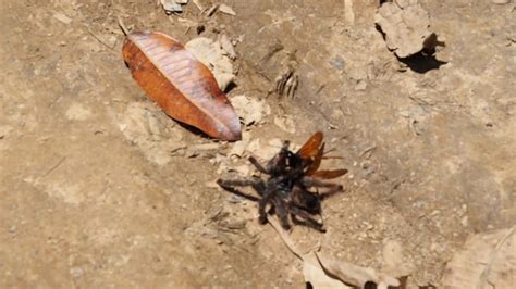 Tarantula Wasp Attacking Tarantula Youtube