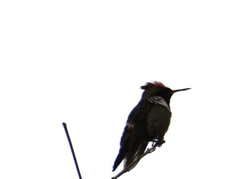 Foto Topetinho Vermelho Lophornis Magnificus Por Katia Pereira Wiki