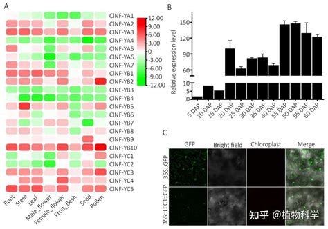 The Crop Journal 西北农林科技大学鉴定葫芦科nf Y基因家族并揭示clnf Yb9在种子发育中的功能 知乎