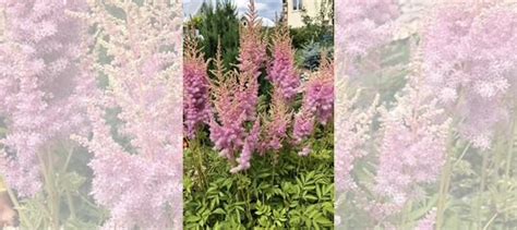 Астильба купить в Самаре | Товары для дома и дачи | Авито