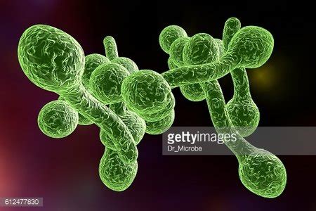 Fungi Candida Albicans Which Cause Thrush Stock Clipart Royalty Free