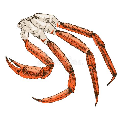 King Crab Icon Stock Illustrations 287 King Crab Icon Stock