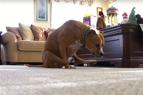 Por que o cão esfrega o bumbum no chão CANIL PITBULLY