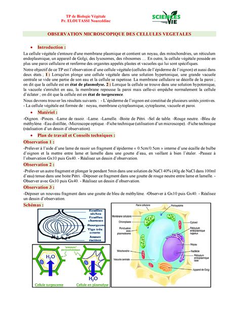 Tp Cellule V G Tale Biologie V G Tale Tp De Biologie V G Tale Pr