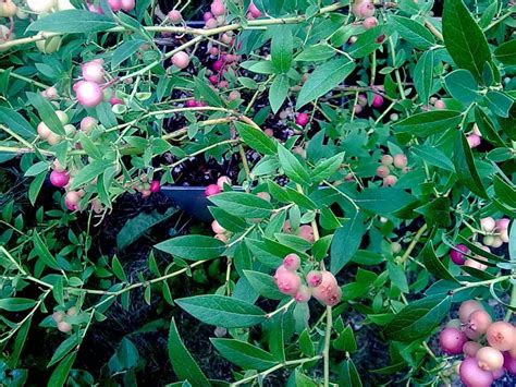 Pink Lemonade Blueberry General Fruit Growing Growing Fruit